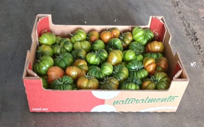 Foto Pomodoro Costoluto Origine Spagna Marchio Naturalmente 1